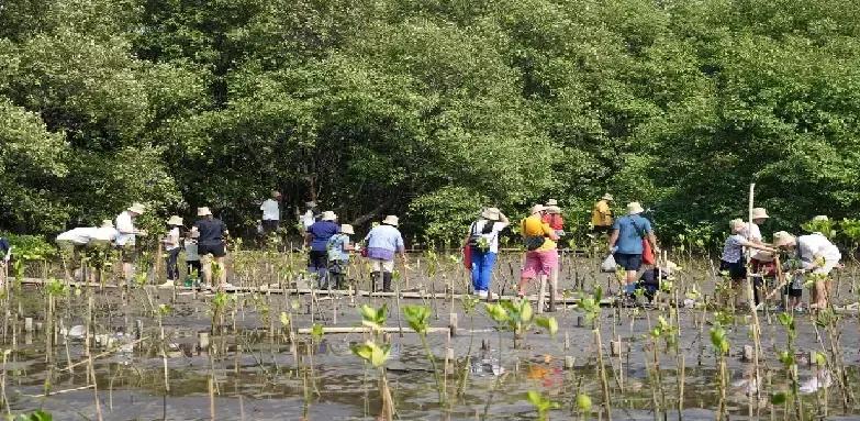 โตโยต้า ต่อยอดกิจกรรมปลูกป่าชายเลน ปีที่ 17 เดินหน้าขยายความร่วมมือกับทุกภาคส่วน สู่เป้าหมายความเป็นกลางทางคาร์บอน